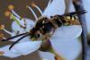 Nomada sp.